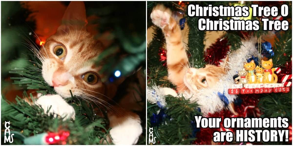 Merry Christmas Meme Cat