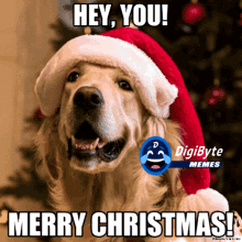 Merry Christmas Meme Dog