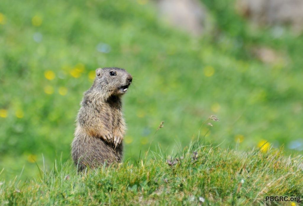 Free Happy Groundhog Day Pictures