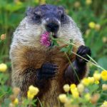 Happy Groundhog Day Images Free Download