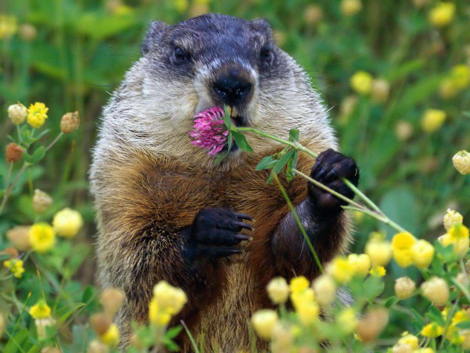 Happy Groundhog Day Images Free Download