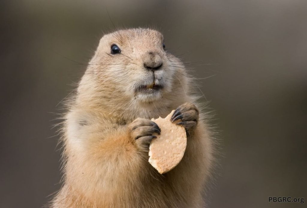 Happy Groundhog Day Photo For Wallpaper