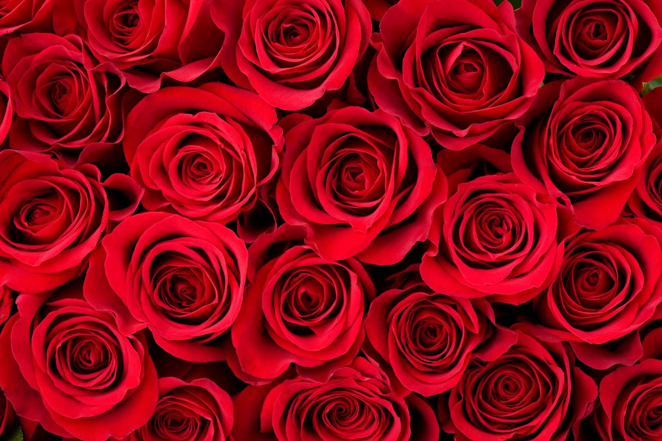 Happy Valentines Day Rose Images