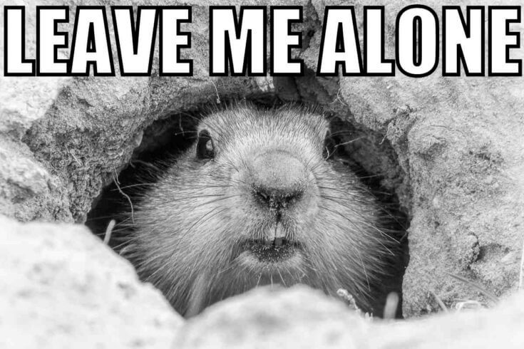 leave me alone introvert groundhog meme