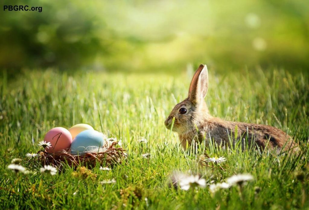 easter eggs pictures free download