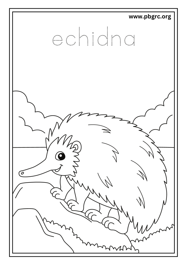 Echidna Colouring Worksheets