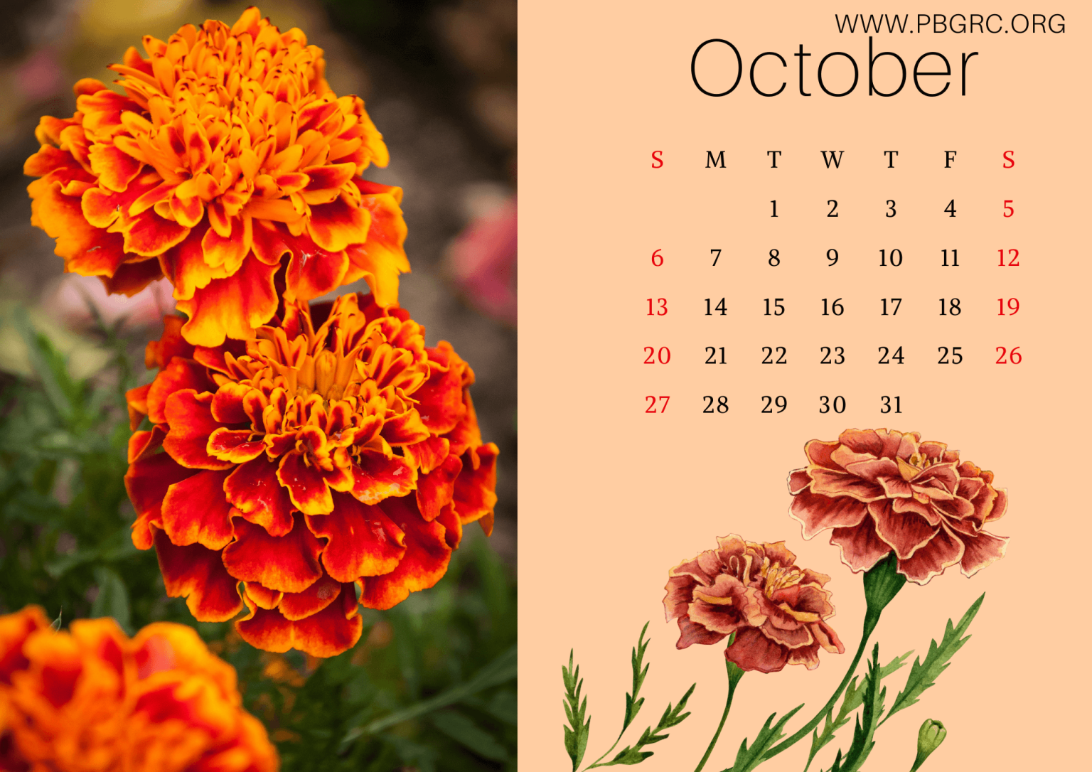 17+ Cute 2024 Floral Calendar Printable Templates