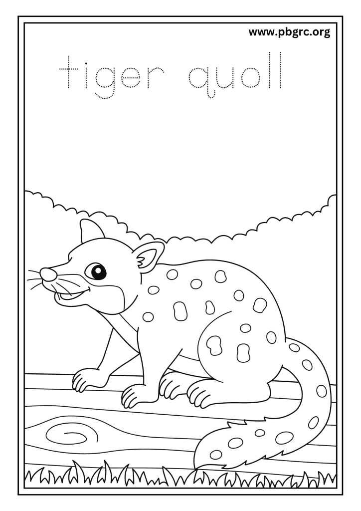 Tiger Quoll Colouring Worksheets