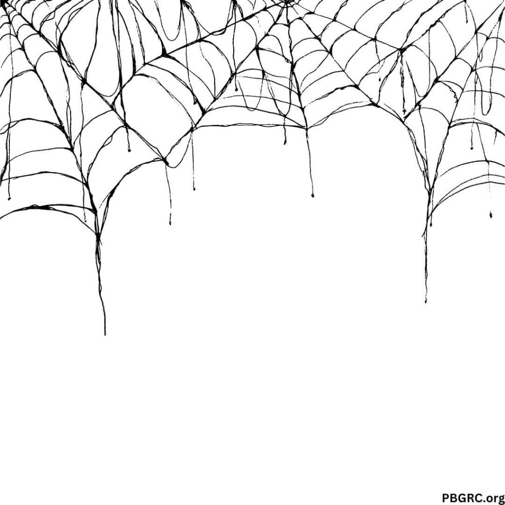 Spider Web's