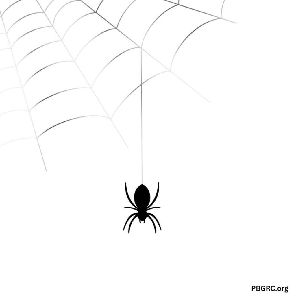Thin Spider Web