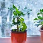 Indoor Gardening Greenery, nurturing, therapeutic, connection with nature